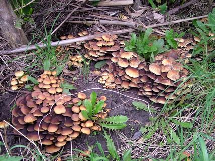 Padenstoelen Herfst foto's, HelloHalloPark Hongarije vakantie camping en manege